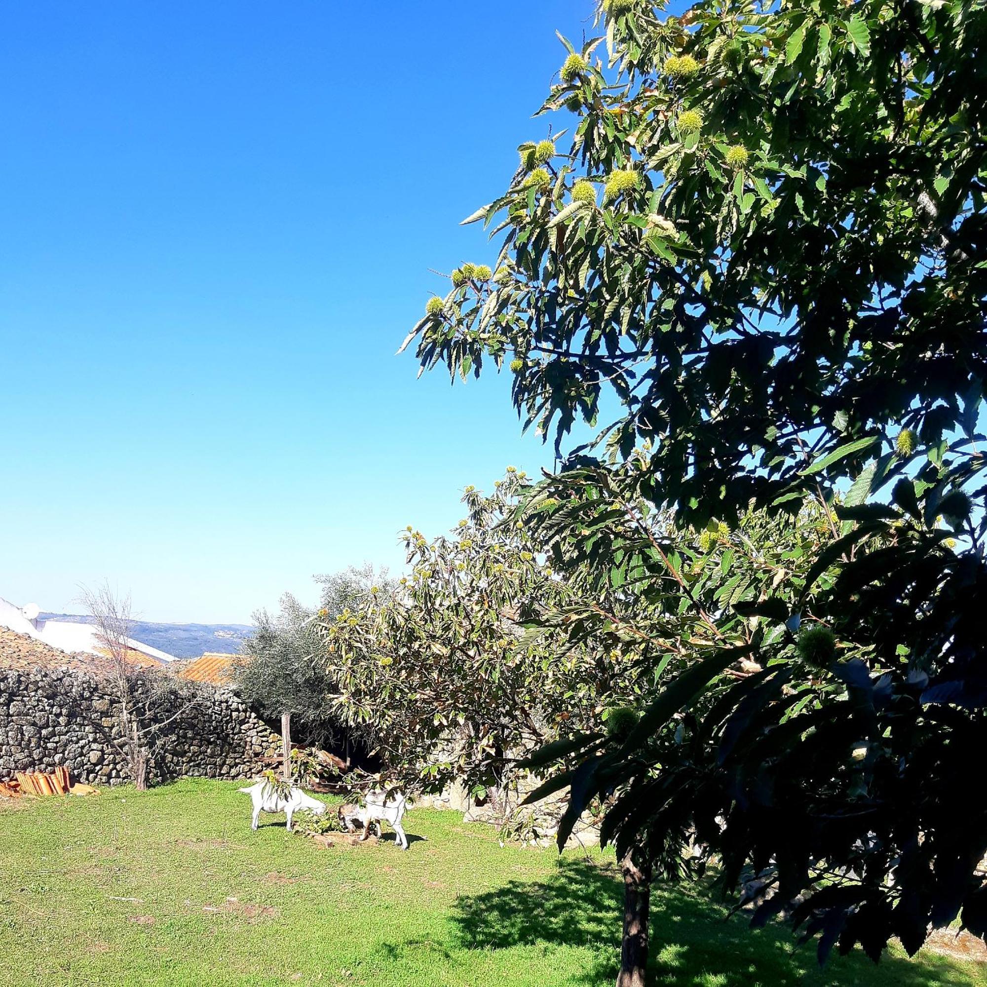 Bed and Breakfast Solar Dos Carvalhos Sernancelhe Pokój zdjęcie